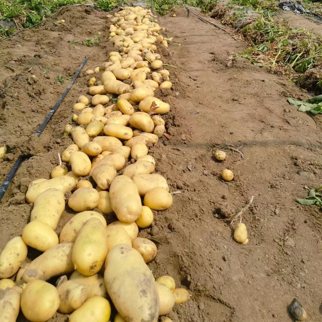 Khoai tây chiên, khoai tây nghiền vàng 5 hạt.