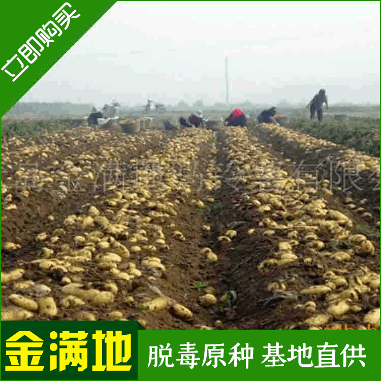 "Golden Full" provides seeded potatoes, potatoes, base potatoes.
