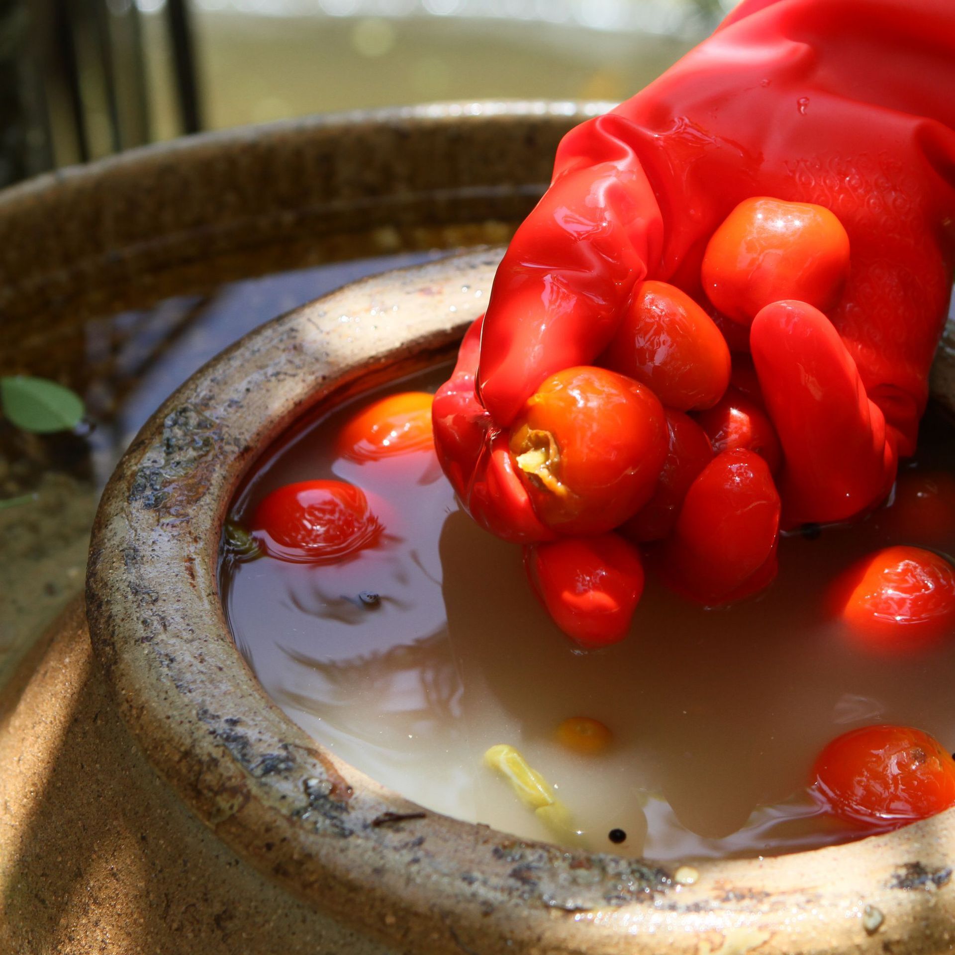 Kawamin thích đèn đỏ của Sichuan.