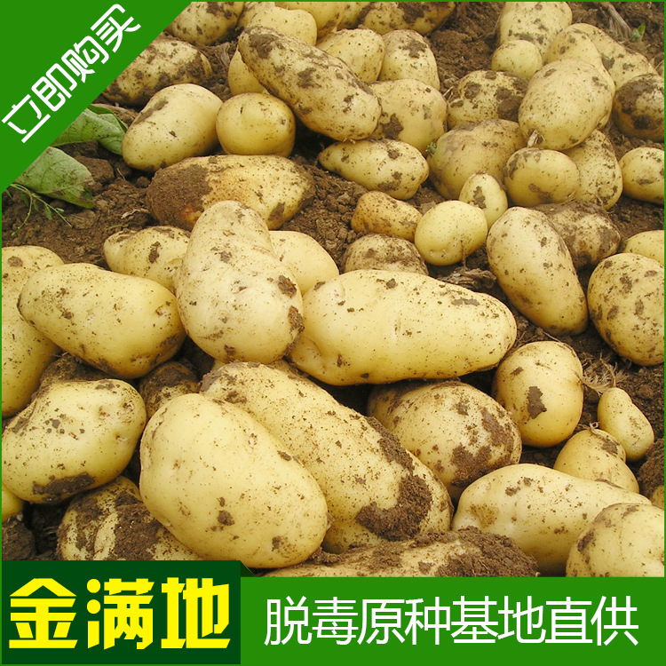 Đó là vàng cung cấp cho hạt khoai tây của vua Hà Lan.