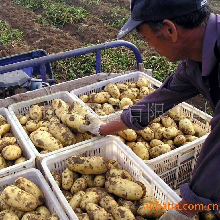 Toàn bộ nguồn cung cấp từ Fiuret King Hà Lan, 15 củ khoai tây Hà Lan.