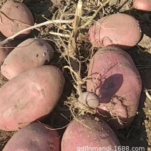 Ngân hàng của nhà máy là hạt giống Sichuan 3 hạt giống khoai tây, hạt khoai tây.