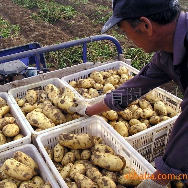Natri hạt khoai tây nguyên chất có thể được trồng trực tiếp để giải độc khoai tây.