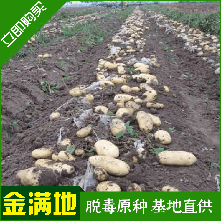 Potato 7 Holland.