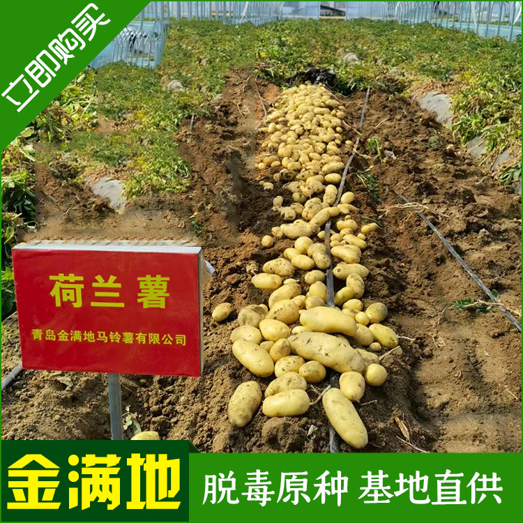 Khoai tây chiên, khoai tây nghiền vàng 5 hạt.