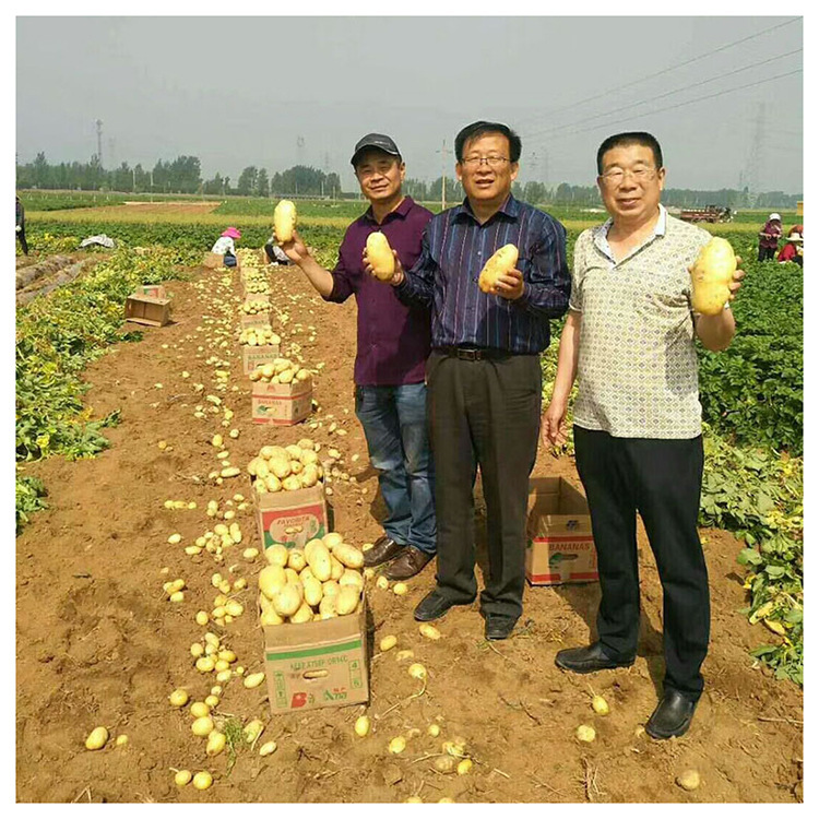 Factory supplies, potatoes, potatoes.