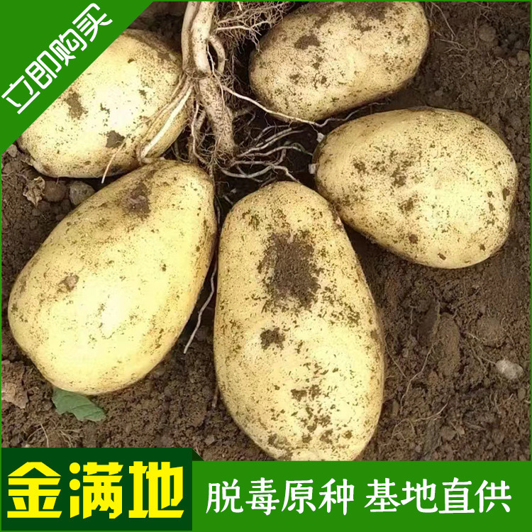Đặc biệt về việc trồng khoai tây chiên ở bán sỉ vàng Hà Lan, việc trồng khoai tây chín sớm là điều tốt.
