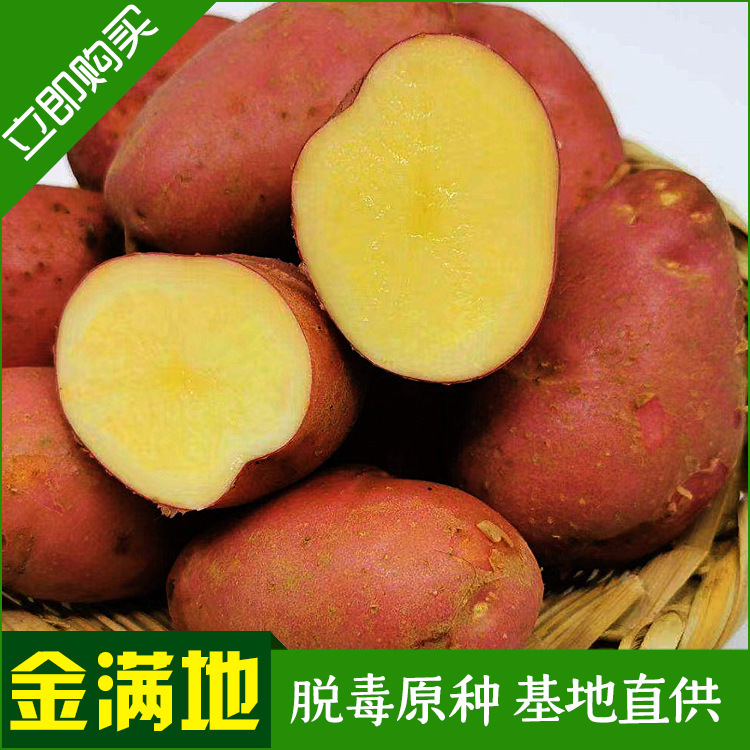 Ngân hàng của nhà máy là hạt giống Sichuan 3 hạt giống khoai tây, hạt khoai tây.