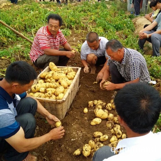 "Golden Full" provides seeded potatoes, potatoes, base potatoes.