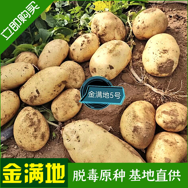 Cung cấp khoai tây chiên số 5 đầy vàng, và phân phối hạt khoai tây sớm.
