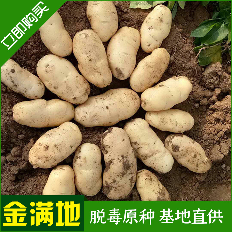 Natri hạt khoai tây nguyên chất có thể được trồng trực tiếp để giải độc khoai tây.