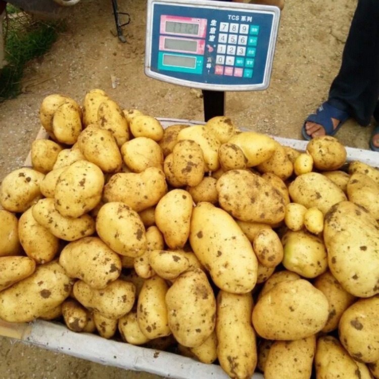 "Golden Full" provides seeded potatoes, potatoes, base potatoes.