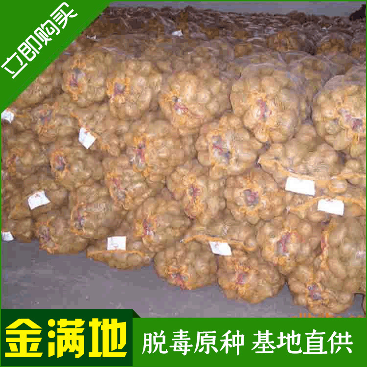 Toàn bộ nguồn cung cấp từ Fiuret King Hà Lan, 15 củ khoai tây Hà Lan.