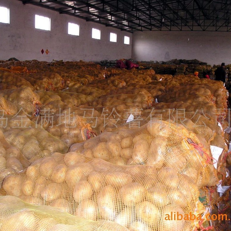 Toàn bộ sản xuất khoai tây, khoai tây Hà Lan, khoai tây sớm, phỏng vấn giá cả.
