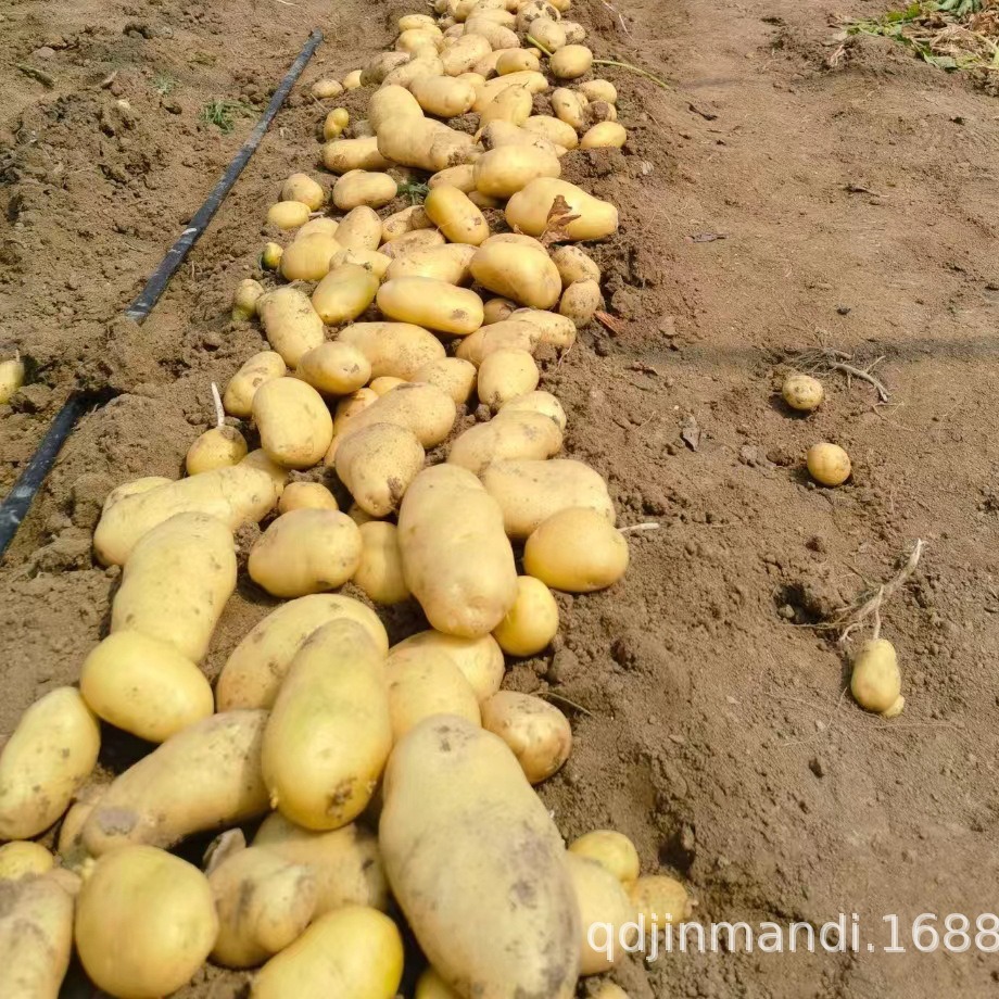 Căn cứ là khoai tây giàu vàng, hạt khoai tây, hạt khoai tây.
