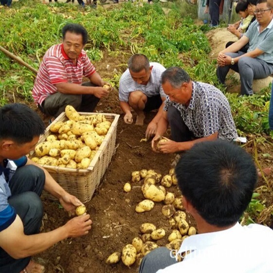 Potato 7 Holland.