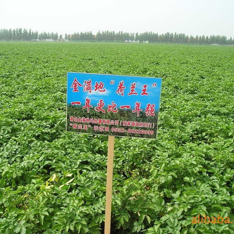 Potato 7 Holland.