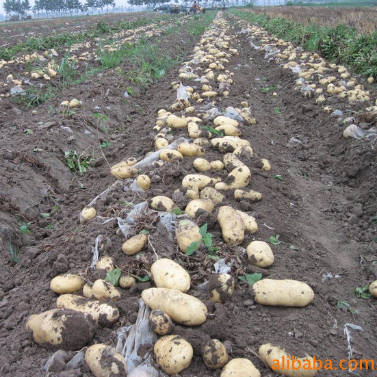 Potato 7 Holland.