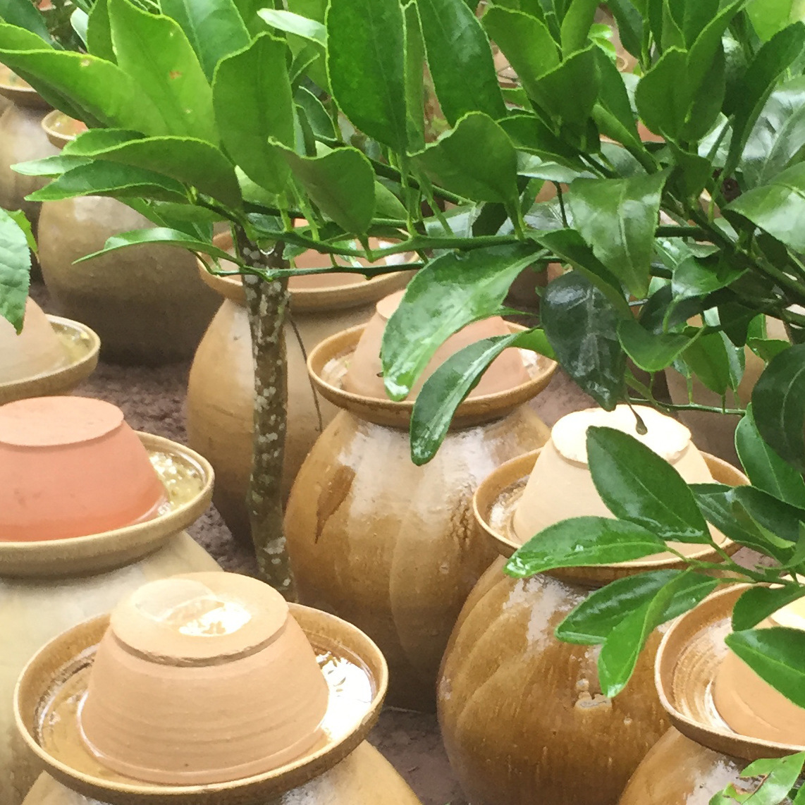 Hạt tiêu màu đỏ của Kawamin Ai-san là nguồn cung cấp thực phẩm lớn.