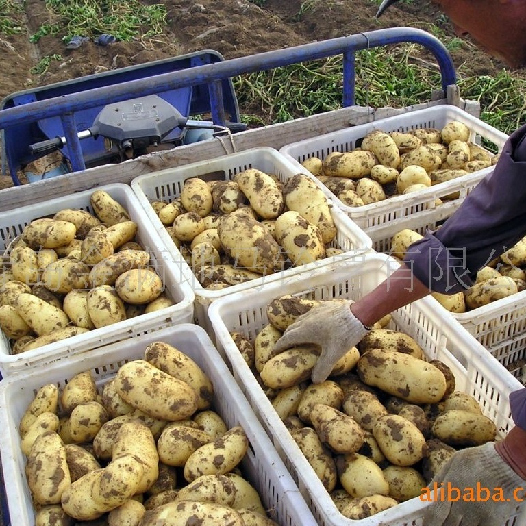 Toàn bộ sản xuất khoai tây, khoai tây Hà Lan, khoai tây sớm, phỏng vấn giá cả.