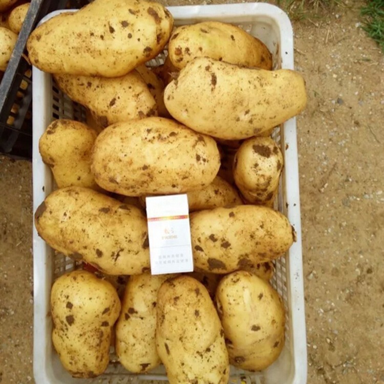 "Golden Full" provides seeded potatoes, potatoes, base potatoes.