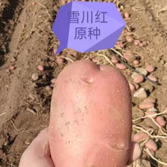 Ngân hàng của nhà máy là hạt giống Sichuan 3 hạt giống khoai tây, hạt khoai tây.