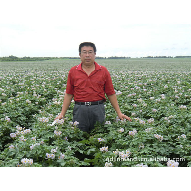 Nguồn cung cấp đầy khoai tây Hà Lan, 6.0% nước, khoai tây Hà Lan.