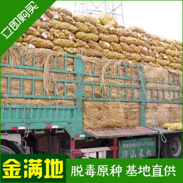 Bán hàng cơ bản, nguồn cung cấp lớn, sản xuất khoai tây cơ bản, Hà Lan 7 và Hà Lan 15