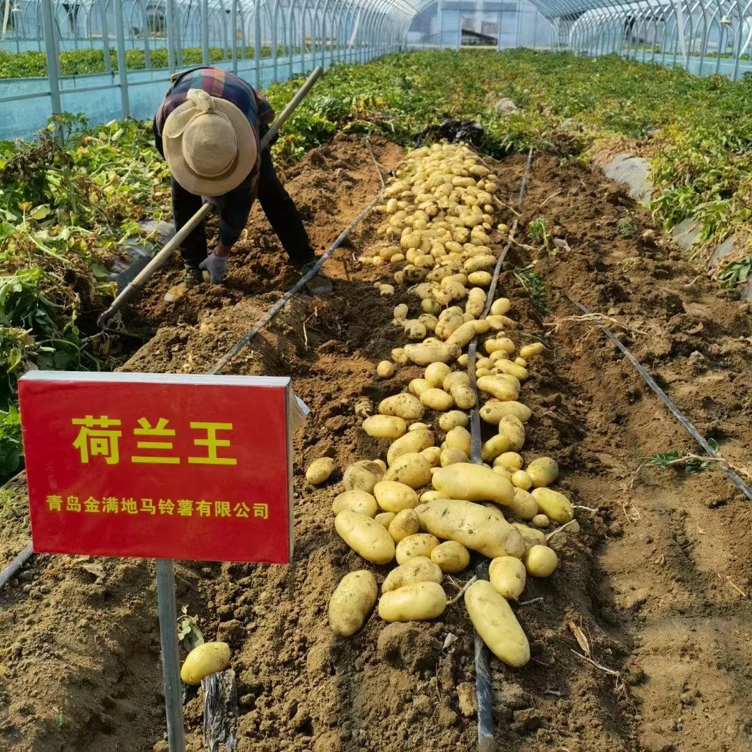 Khoai tây chiên, khoai tây nghiền vàng 5 hạt.